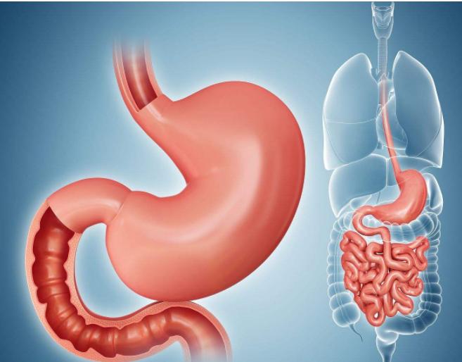 胃的形态结构与功能