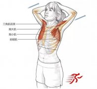 胸大肌、胸小肌、前锯肌劳损是什么症状和表现用中医来解释