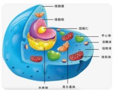 细胞质内有哪些与生命活动有关的微细结构和物质?
