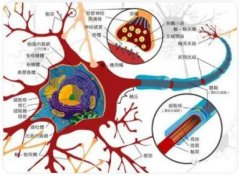什么是神经纤维?什么是神经干?