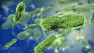 为什么不同的致病菌,引起不同的化脓性炎症?