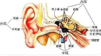 喉腔有什么结构及功能?