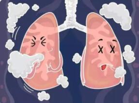 肺的外形有什么特点?