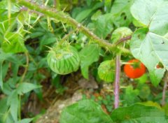癫茄图片_植物癫茄的功效与作用及毒性