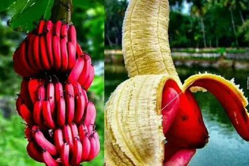红蕉图片