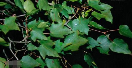 薄叶槭图片