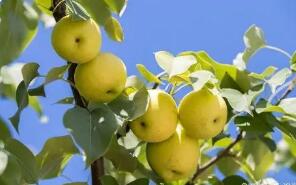 梨子的营养价值与保健功能何在? 