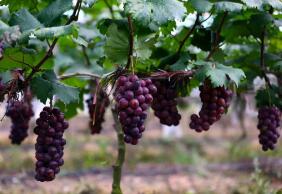 葡萄的营养价值与保健功能何在?