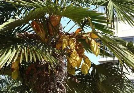 棕榈子图片