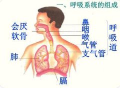 呼吸系统的组成及其各个器官的功能