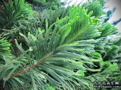 南洋杉的图片与功效_植物南洋杉的作用价值