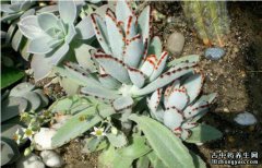 褐斑伽蓝的图片与功效_植物褐斑伽蓝的作用价值