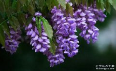 紫藤花的图片与功效_植物紫藤花的作用价值